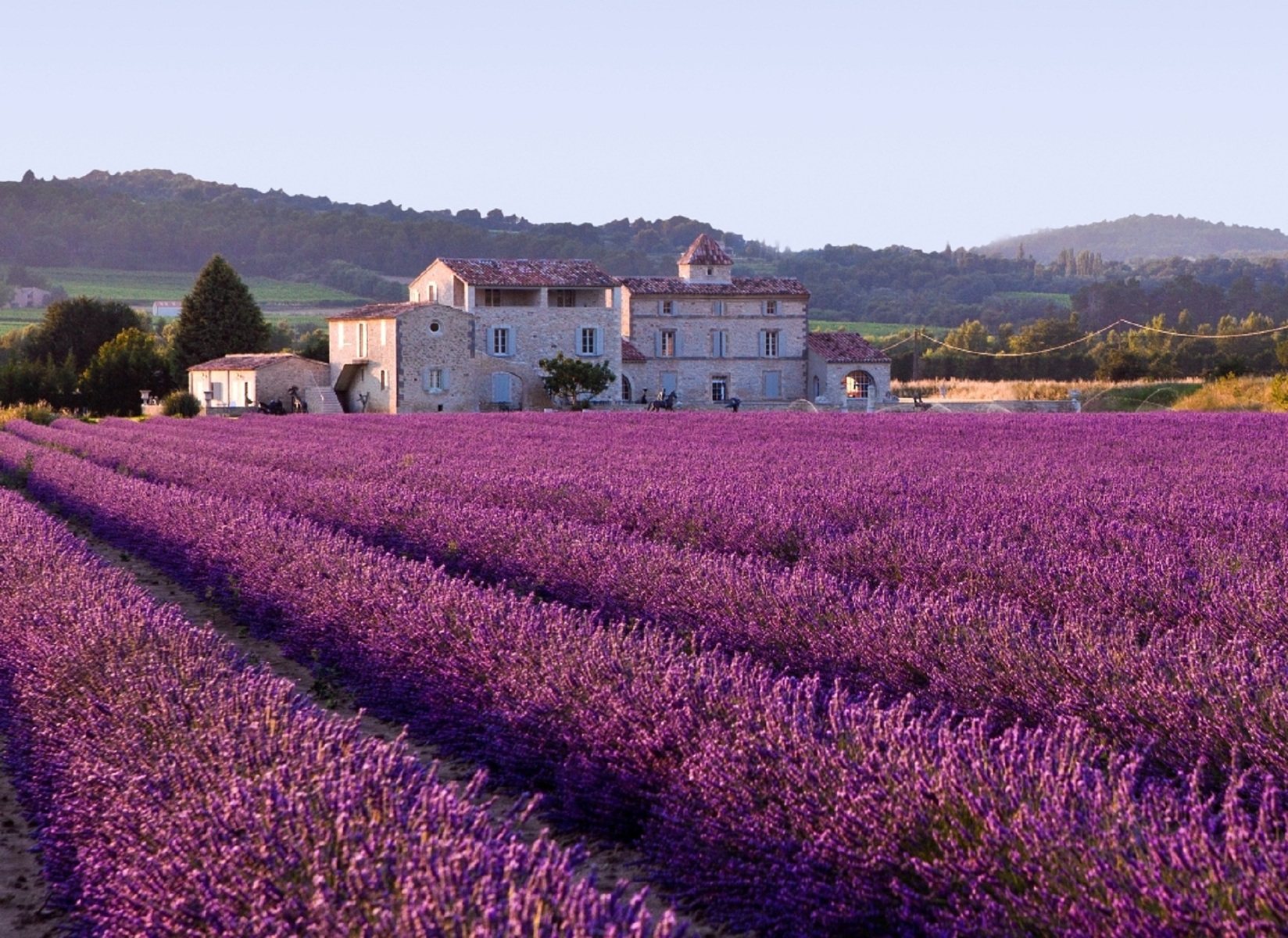 Lavendelveld met vakantiehuis Frankrijk Provence