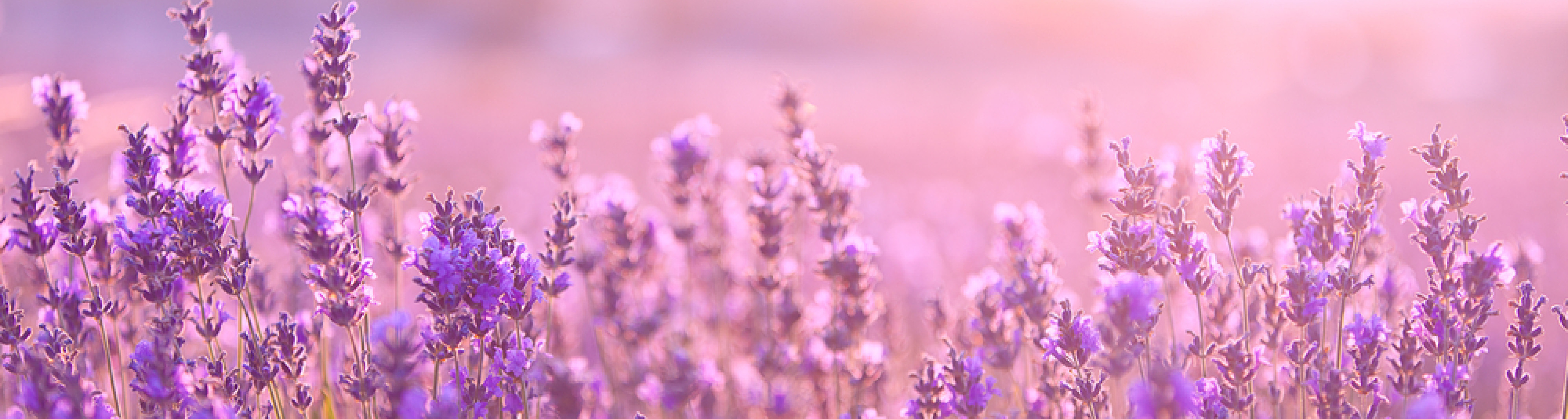 Enchant Yourself with the Scents and Colors of Provence